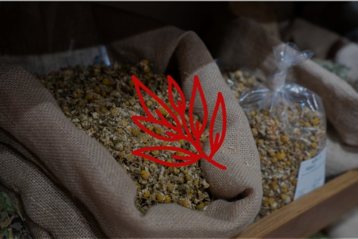 plantas-medicinales-harissa